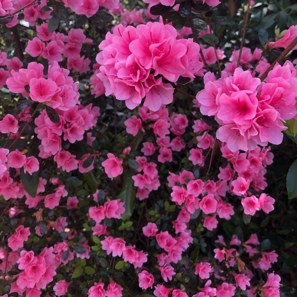 Meet your Posher, Kathleen